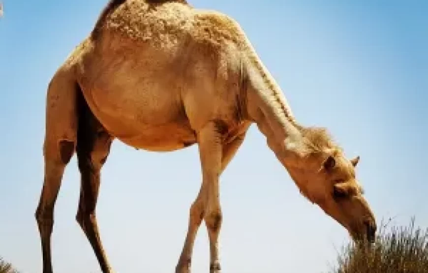 Morning Desert Safari with Sand-boarding Camel Ride and Quad Bike