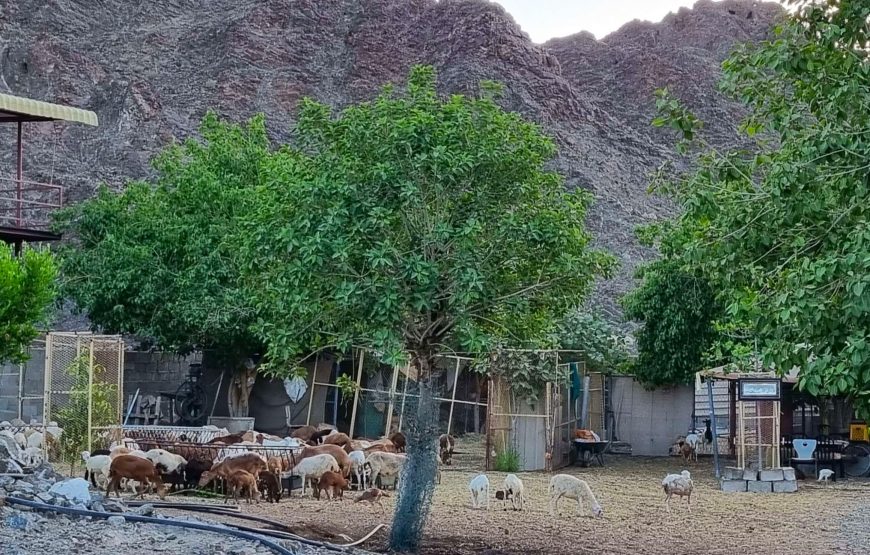 Full-Day Tour around Masfoot and Hatta Mountain with Honeybee Discovery Centre