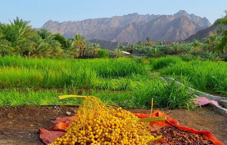 Full-Day Tour around Masfoot and Hatta Mountain with Honeybee Discovery Centre